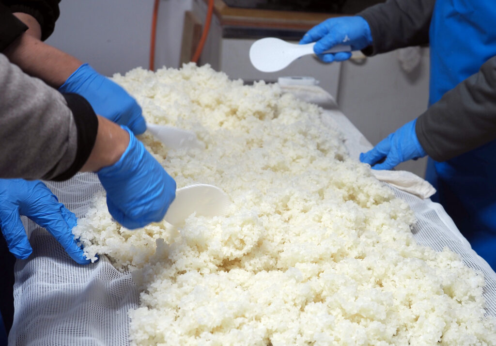 かなマッコリを仕込む