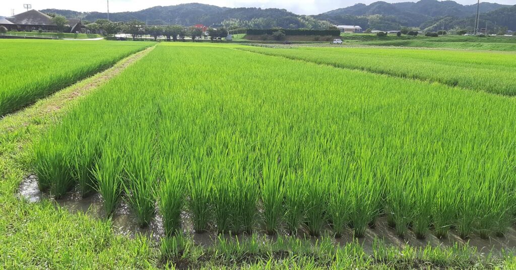 写真提供：NPO法人ゆうき農園みよし村