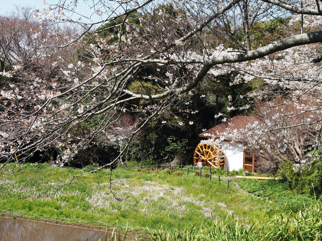 吉井農村公園の風車小屋と桜