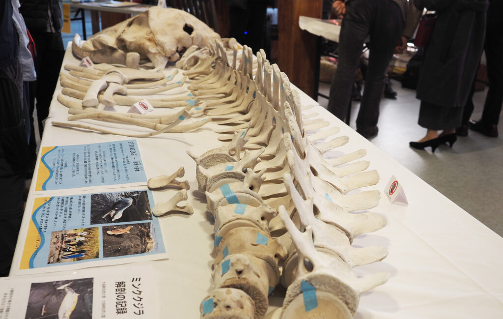 展示されたミンククジラの標本