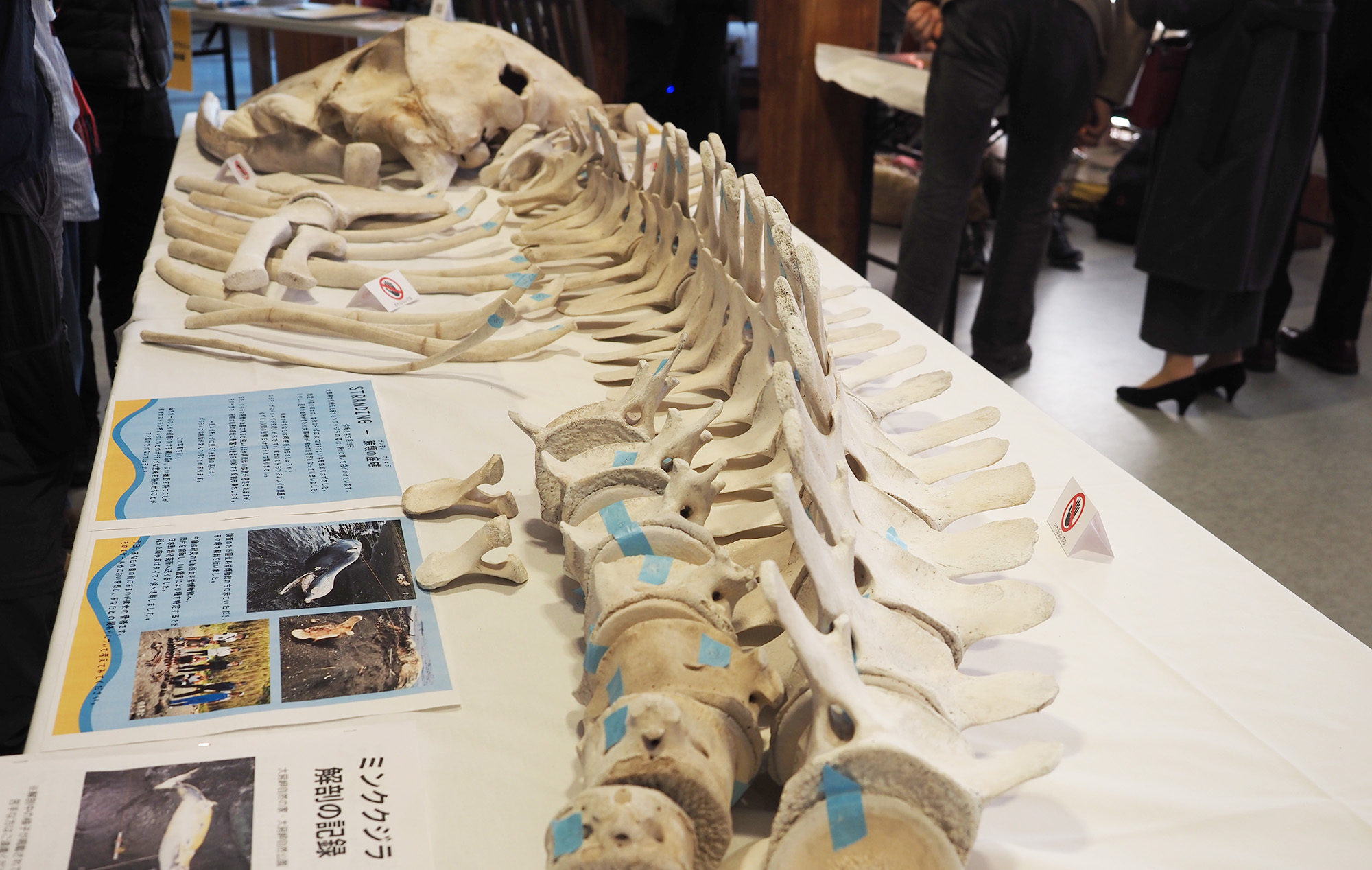 展示されたミンククジラの標本