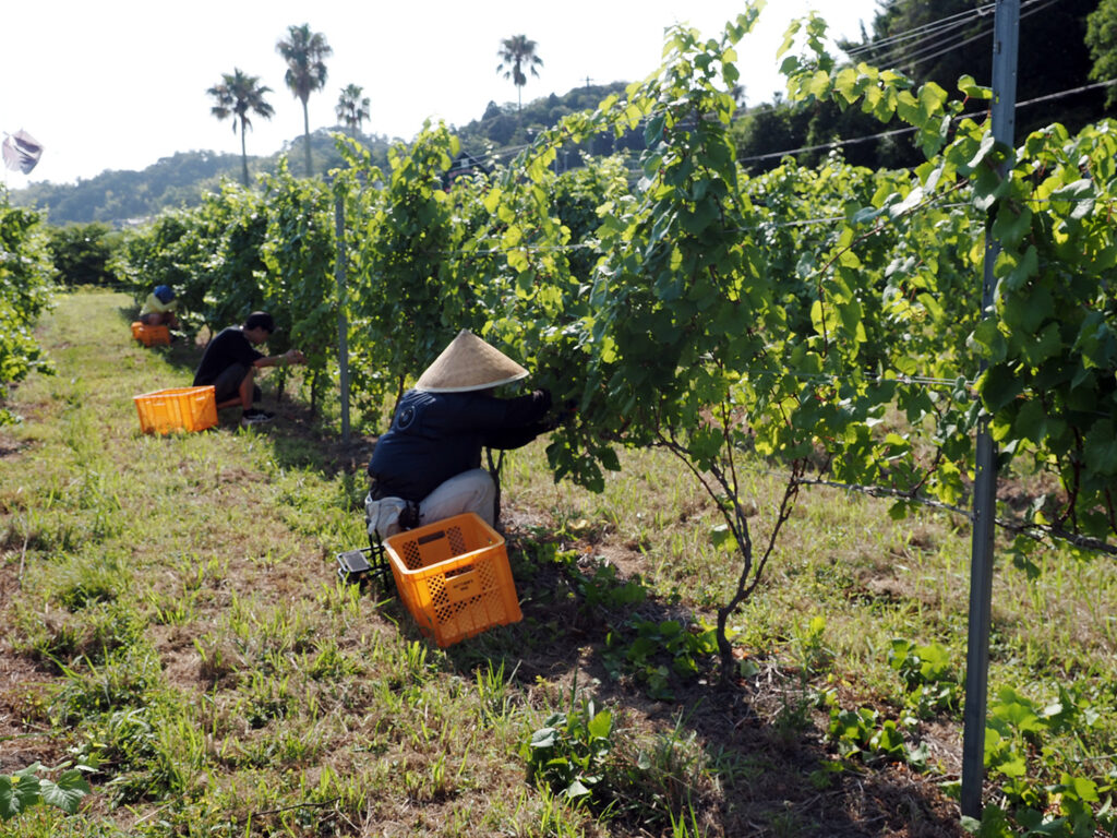 「マシューズワイン」のブドウ畑