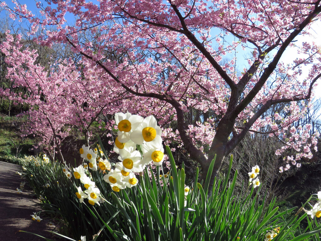 何年か前に撮影した水仙と頼朝桜のコラボ写真