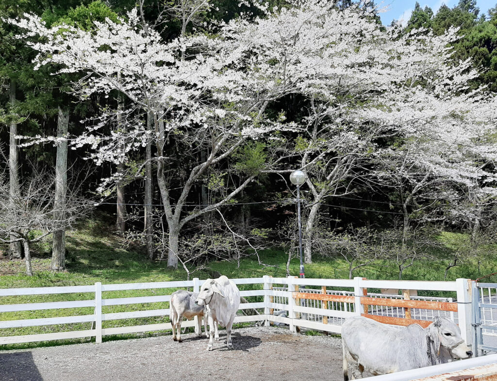 千葉県酪農のさと内にいる白牛と桜