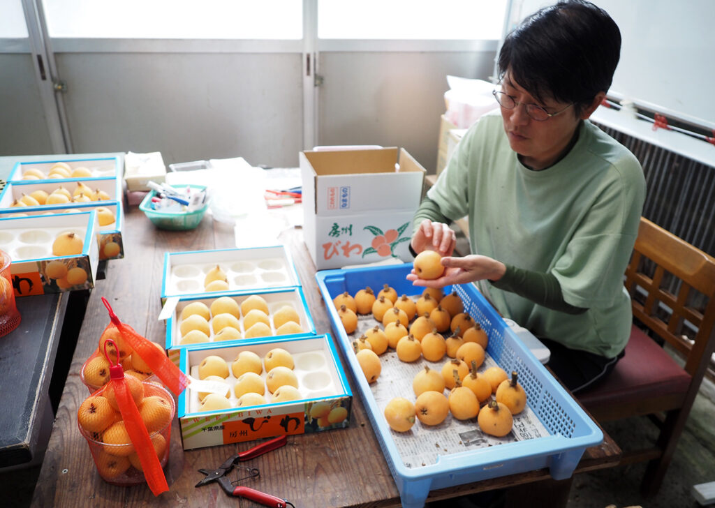 収穫したびわをチェックして、サイズごとに箱へ詰める