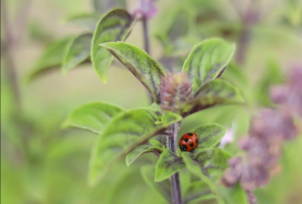 テントウムシ　写真提供：Soil to Soul FARM PARK