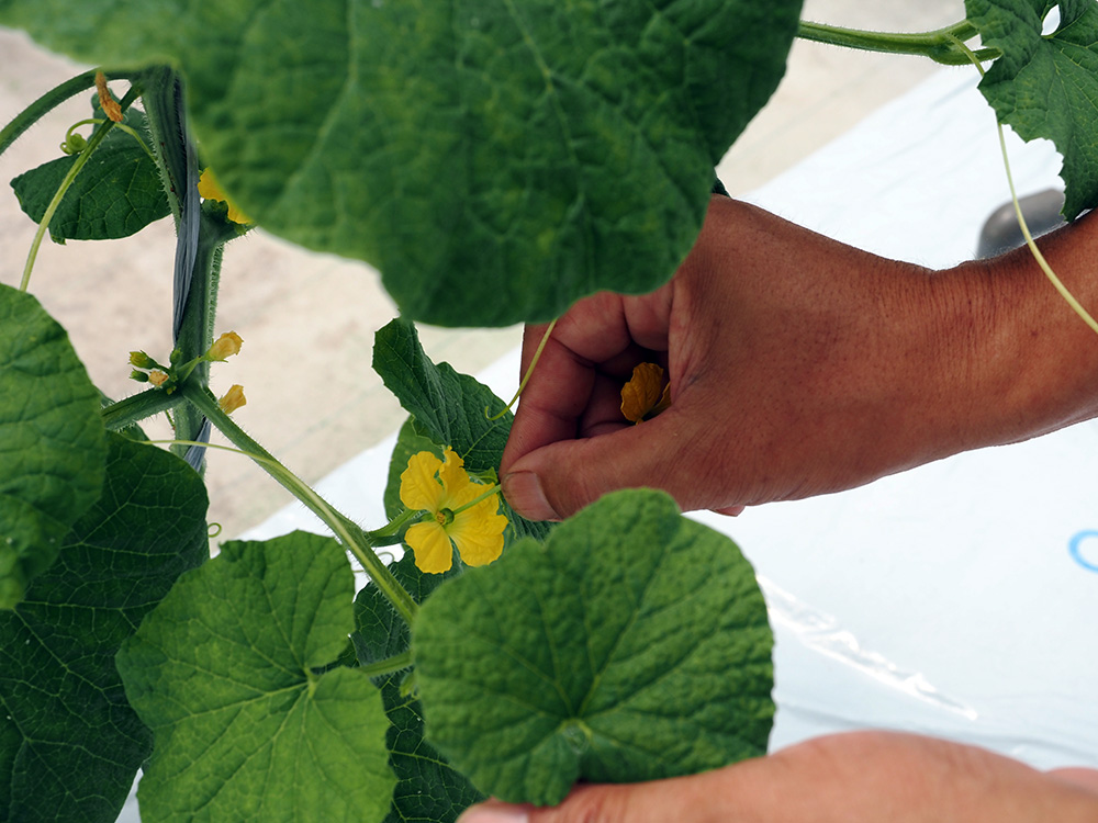 メロンの花に手作業で受粉させる様子
