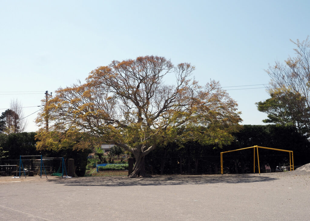 校庭に立つカエデの木