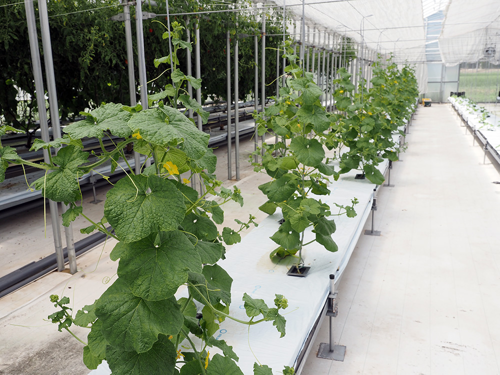 1列に30本の苗が植わっているハウス内のメロン