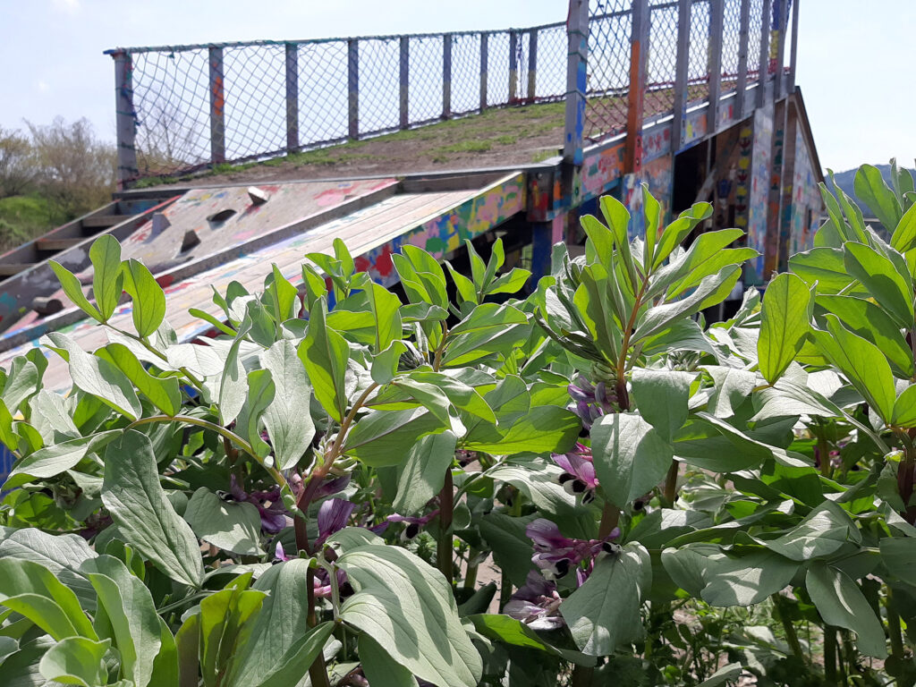 公園内で育つソラマメが花を咲かせていた