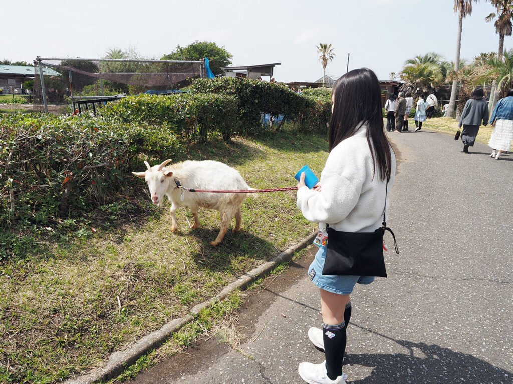 ヤギとの散歩を楽しむ女の子