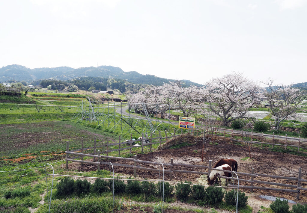 ポニーの向こう側に桜並木がある