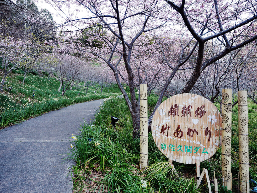 2月27日に撮影。かなり開花してきました。
