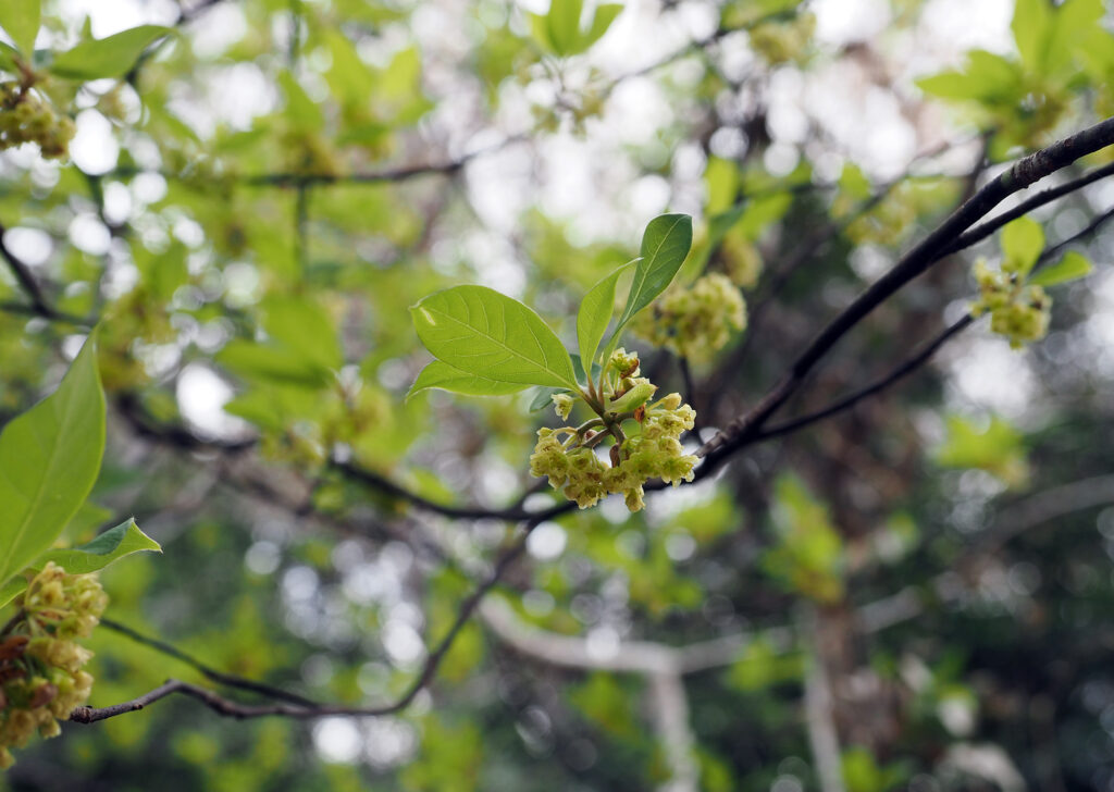 クロモジの花