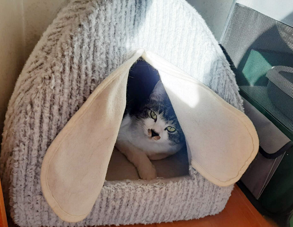 恥ずかしがり屋の猫もいます