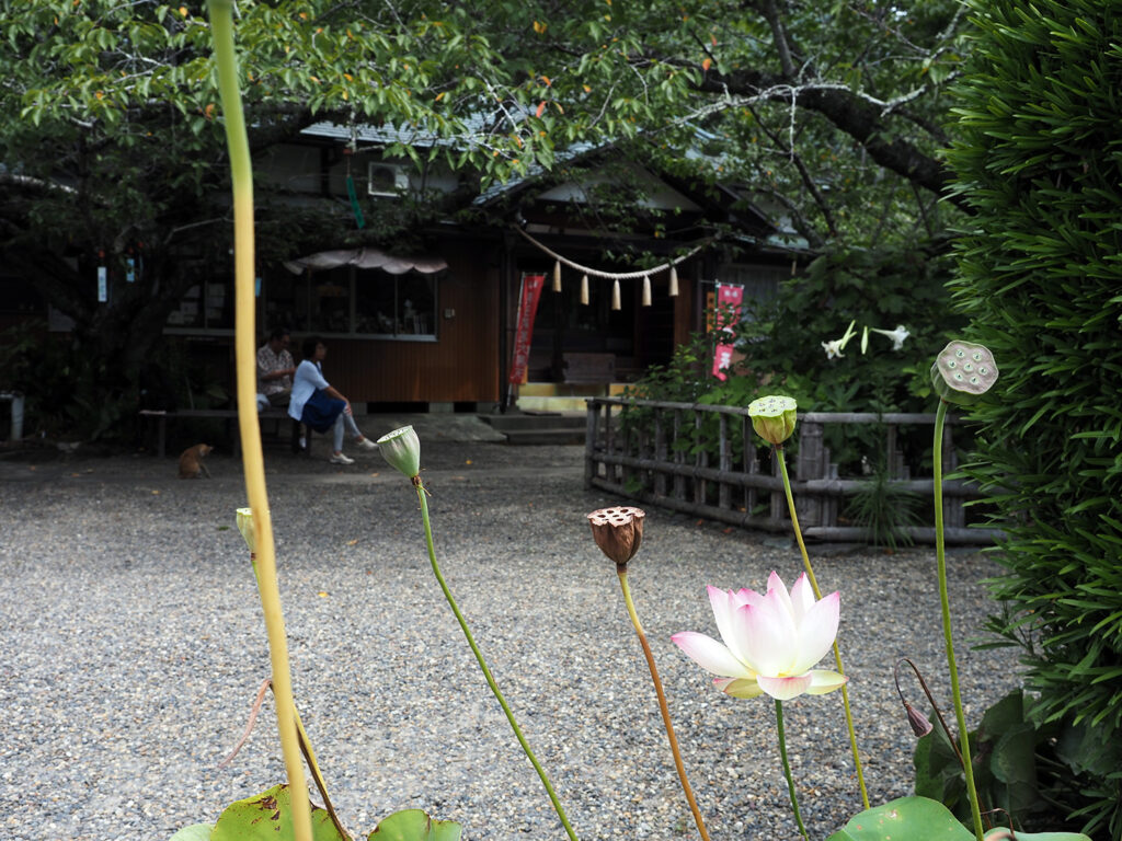 真野寺の境内で咲いていたハスの花