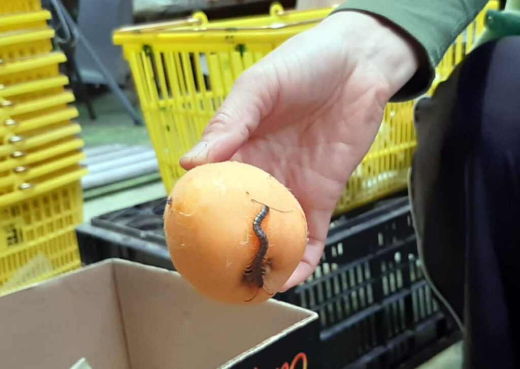 よぜむファームで収穫された房州びわ