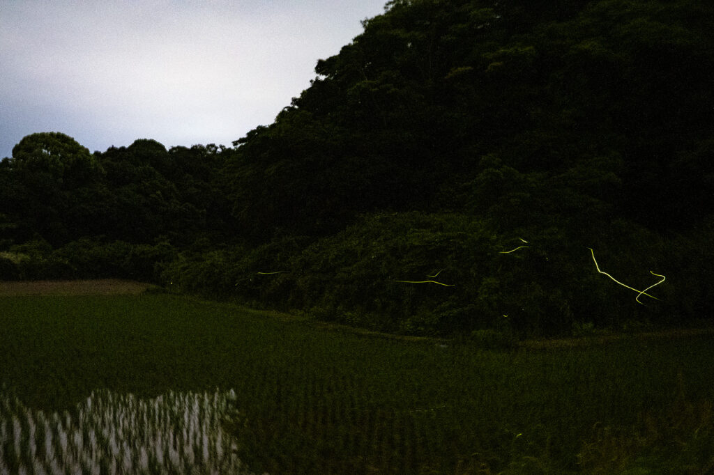 ホタル