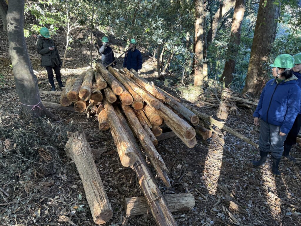 当初集めていた比較的状態の良い倒木　写真提供：西野弘章