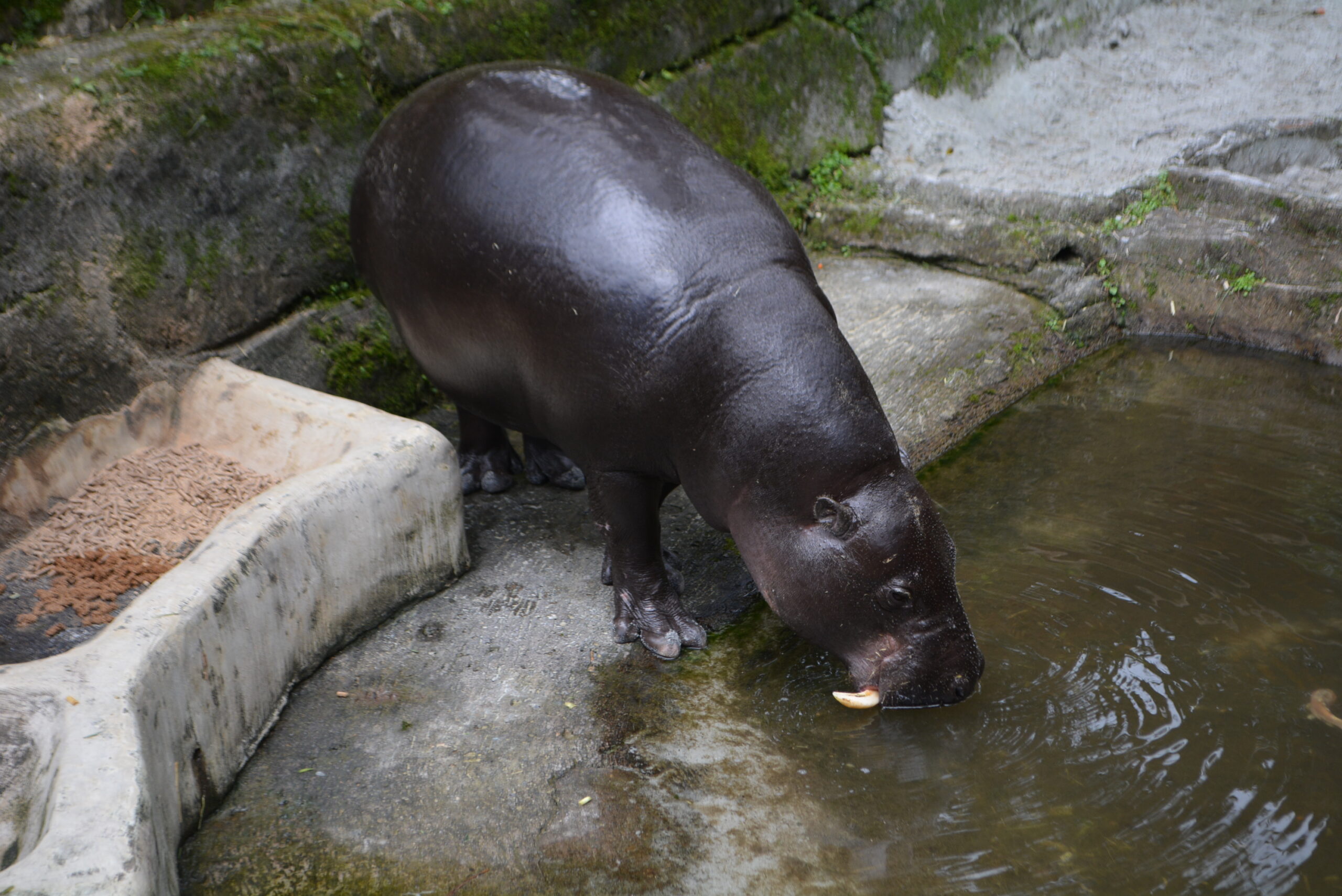 Mochio
